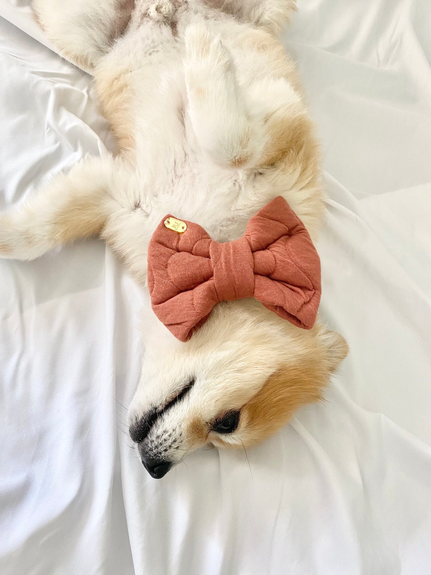 Bow Tie