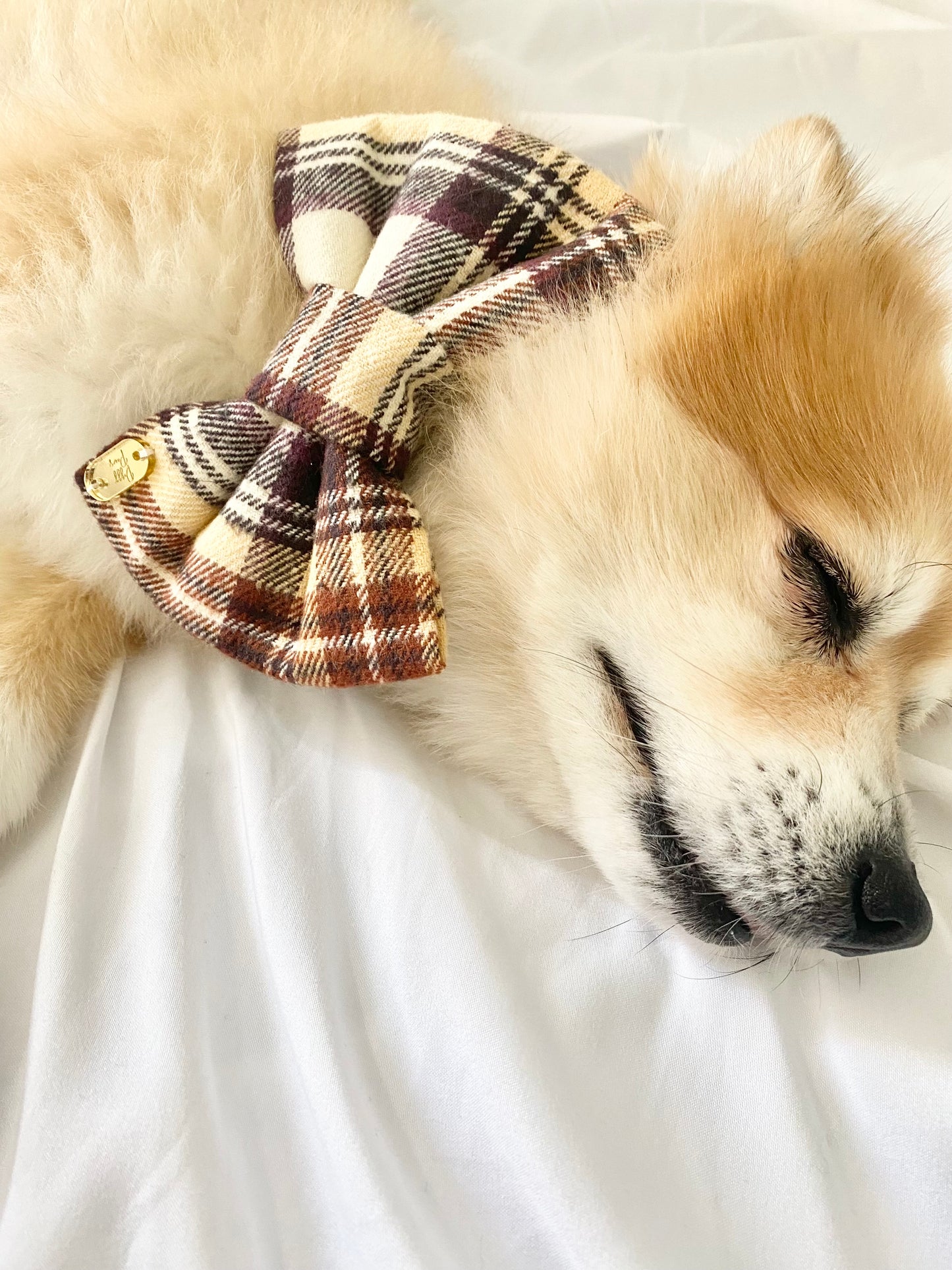 Bow Tie