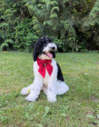 BOW TIE & SAILOR BOW | PATRIOTIC