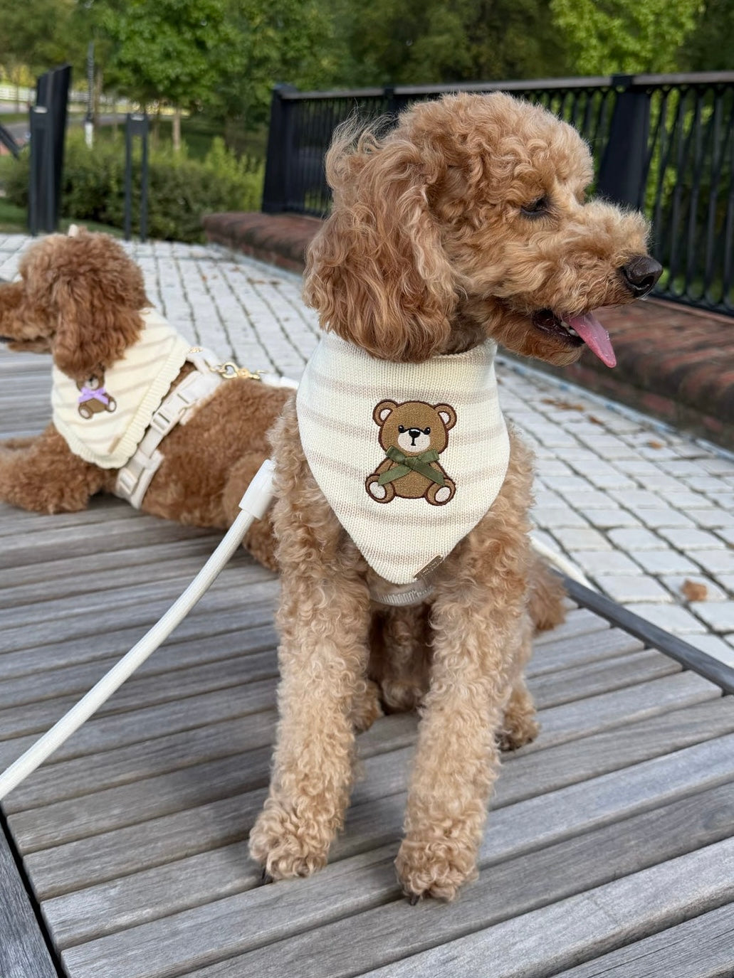 BANDANA | TEDDY