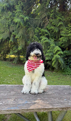 BANDANA | AMERICANA