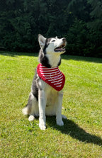 BANDANA | AMERICANA WITH RUFFLE