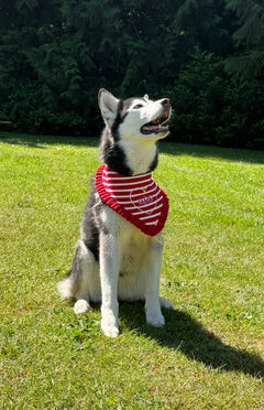 BANDANA | AMERICANA WITH RUFFLE