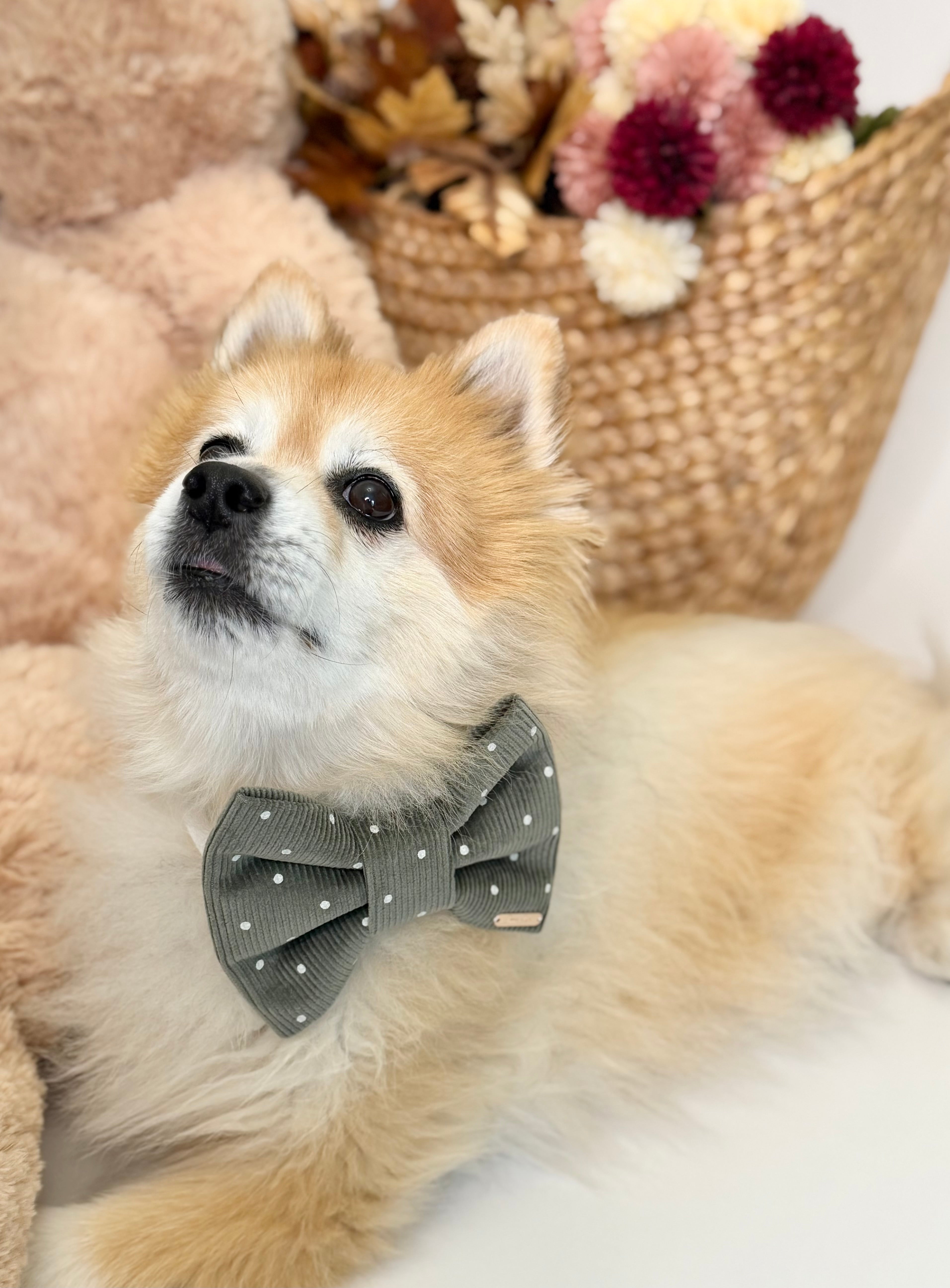 BOW TIE & SAILOR BOW | OLIVE POLKA DOT