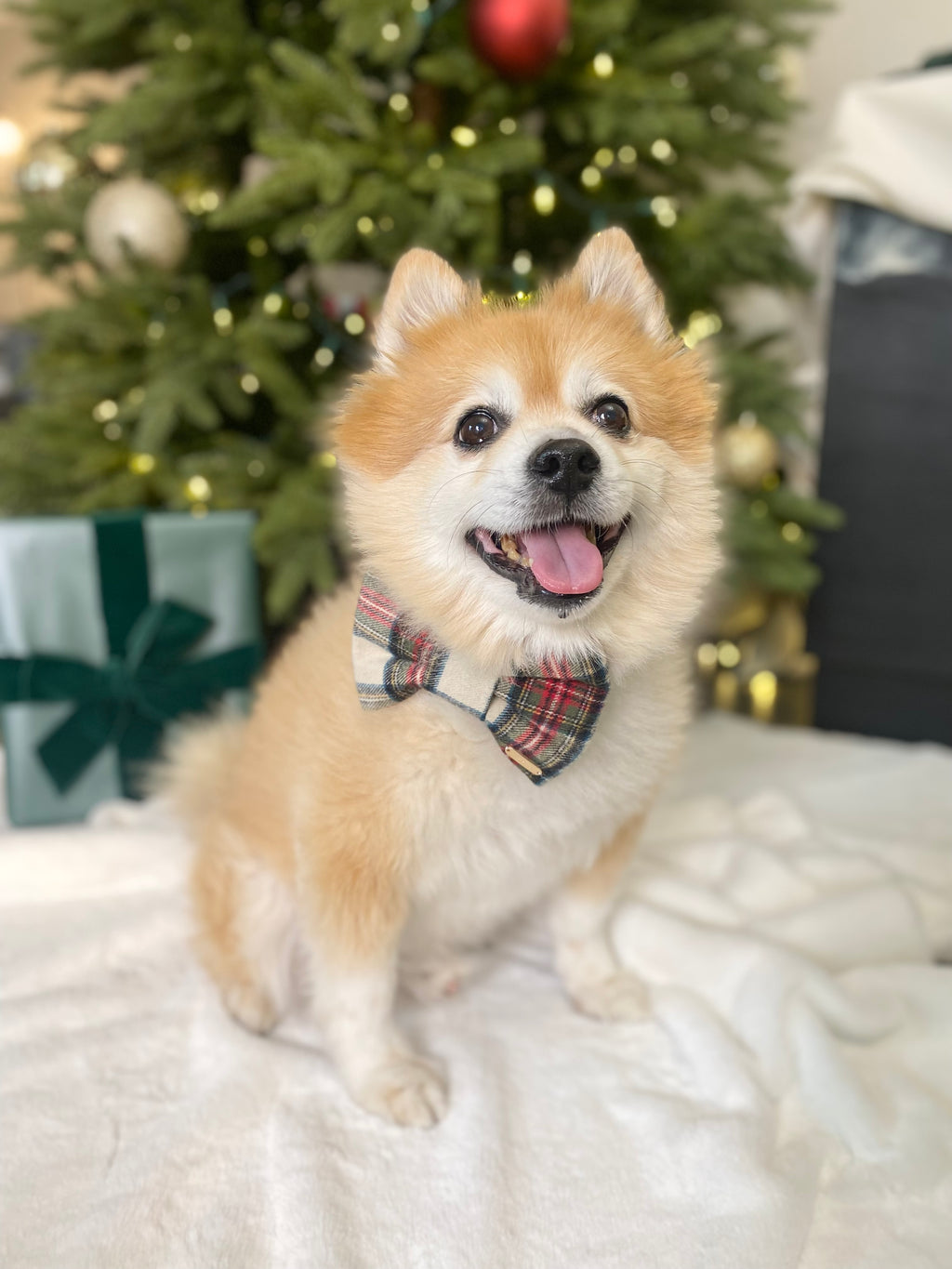 BOW TIE & SAILOR BOW | PLAID